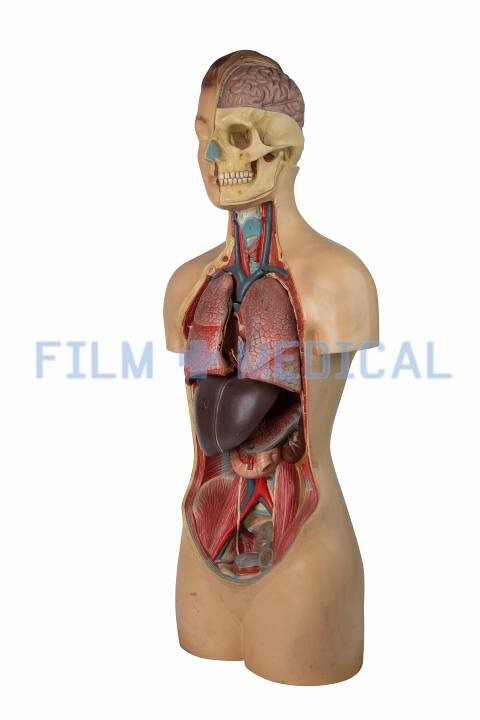 Anatomical Model of Male Torso On Teak Wood Base